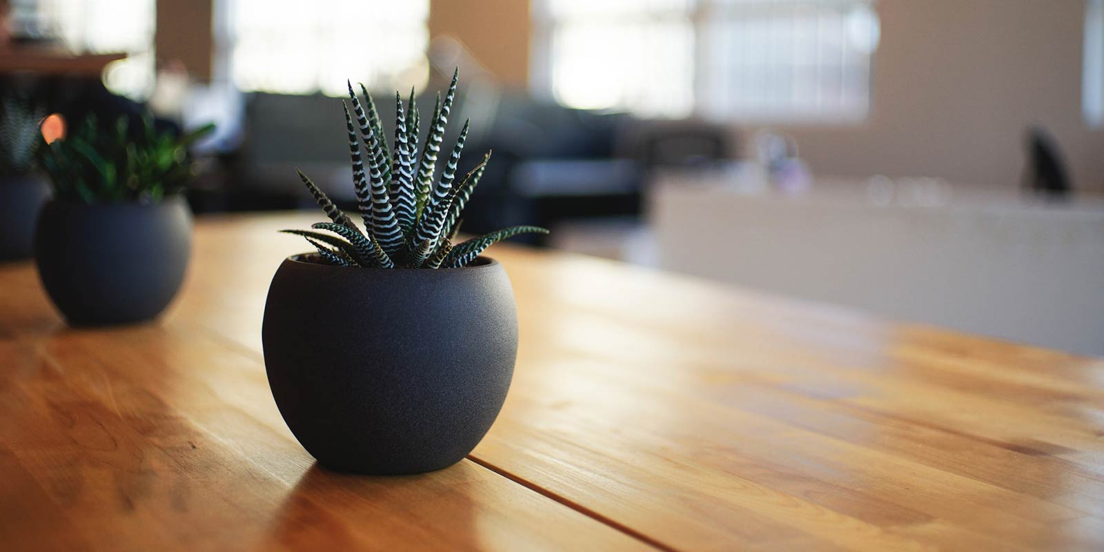 Growing Indoor Cacti